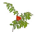 Pomegranate branch with flowers Royalty Free Stock Photo