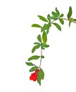 Pomegranate branch with flowers