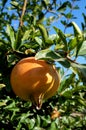 Pomegranate branch with fruit