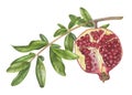 Pomegranate Branch with leaves. Watercolor botanical illustration of red Fruit half on a tree. Hand drawn clip art on Royalty Free Stock Photo