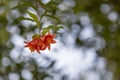 Pomegranate flower on the tree Royalty Free Stock Photo