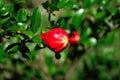 Pomegranate Bud Royalty Free Stock Photo