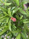 Pomegranate attacked by black bugs