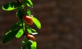 Pomegranate buds and the Green Beautiful Leaves. Royalty Free Stock Photo