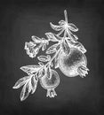 Pomegranate chalk sketch.