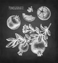 Pomegranate chalk sketch.