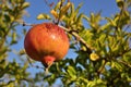 Pomegranate close-up on the tree