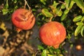 Pomegranate close-up on the tree