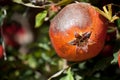 Pomegranate cultivation