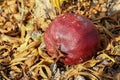 Pomegranate on earth