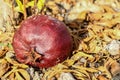 Pomegranate on earth