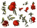Pomegranate elements. Isolated fruit, leaves, twigs on white background. Illustration Royalty Free Stock Photo