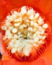 Pomegranate flower