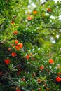 Pomegranate flower Royalty Free Stock Photo