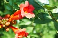 Pomegranate flower Royalty Free Stock Photo