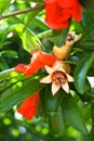 Pomegranate flower