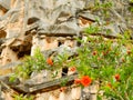 Pomegranate flower on a background of ancient artifacts