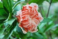 Pomegranate flower