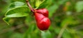 Pomegranate flower bud with drop of water Royalty Free Stock Photo