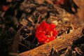 POMEGRANATE FLOWER ON A COMPOST HEAP