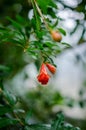 Pomegranate flower Royalty Free Stock Photo