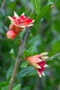 Pomegranate flower