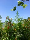 Pomegranate flower