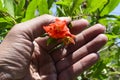 Pomegranate flower in man hand, pomegranate tree, growing pomegranate tree from seeds, pomegranate farm, different fruiting stages