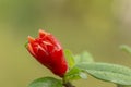 Orange pomegranate flower on tree