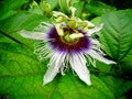 Pomegranate flower (Passiflora edulis) Royalty Free Stock Photo