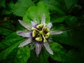 Pomegranate flower (Passiflora edulis) Royalty Free Stock Photo