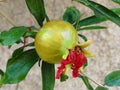 Pomegranate with flower still attached Royalty Free Stock Photo