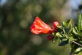 A pomegranate flower on an unfocused background creating a beautiful green-colored bohek Royalty Free Stock Photo