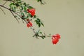 Pomegranate flowers Royalty Free Stock Photo