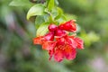 Pomegranate tree flower