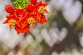 Pomegranate flowers