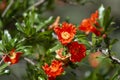 Pomegranate flowers in spring