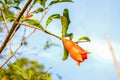 Pomegranate flowers