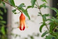 Pomegranate flowers on tree Punica granatum L.