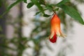 Pomegranate flowers on tree Punica granatum L. Royalty Free Stock Photo