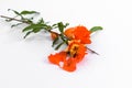 Pomegranate flowers on white background