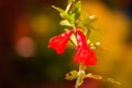 Pomegranate flowers