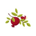 Pomegranate fresh fruit om a branch vector Illustration on a white background