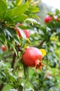 Pomegranate fruit