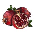 Pomegranate fruit, berry. Organic nutrition healthy food. Engraved hand drawn vintage retro vector Pomegranate engraving