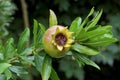 pomegranate fruit on branch, unripe fruit.