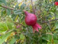 Pomegranate fruit bud growing in branch of green leaves plant, fresh organic farming Royalty Free Stock Photo