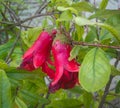 Pomegranate fruit bud infected with parasites, insect diseased agriculture crops