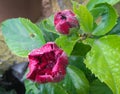 Red hibiscus flower infected with parasites, insect diseased plant, nature photography