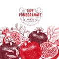Pomegranate fruit design template. Hand drawn vector fruit illustration. Engraved style vintage botanical background.